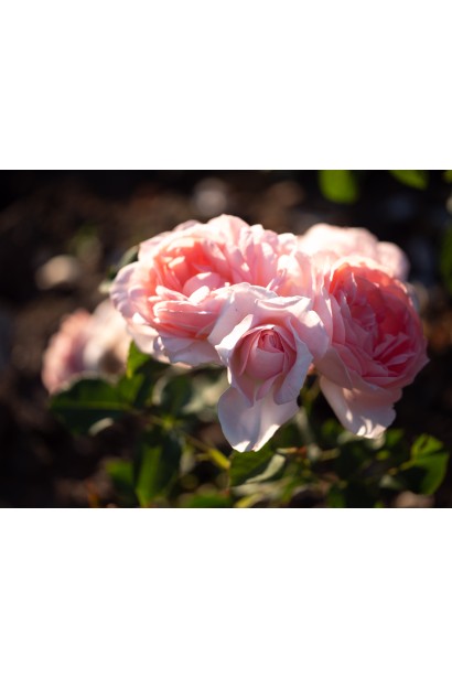 Floribunda Rose Mariatheresia в ландшафті